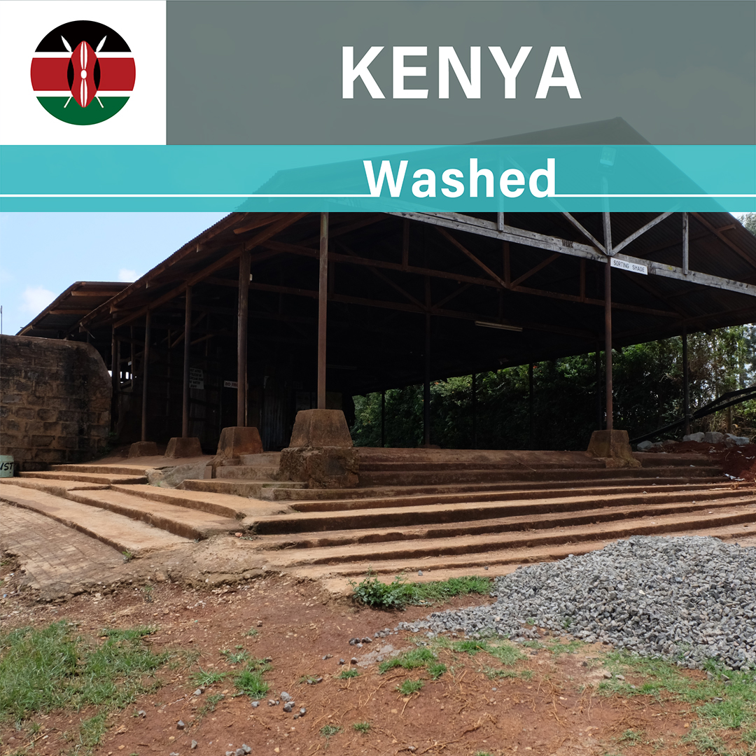 ココナッツベイビー 代々木公園本店20周年記念モデル COCO BRAKE EX FROM BIRTH